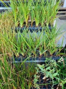 Grasses in paper plugs. Plastic trays are reused, and transplant shock is avoided (Image: Patrick Regnault)