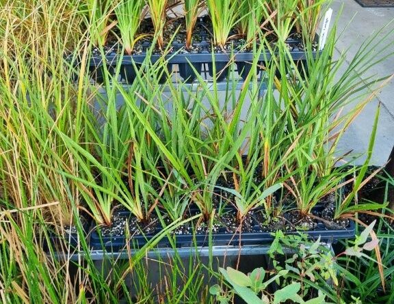 Grasses in paper plugs. Plastic trays are reused, and transplant shock is avoided (Image: Patrick Regnault)