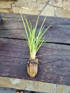 Grasses in paper plugs. Plastic trays are reused, and transplant shock is avoided (Image: Patrick Regnault)