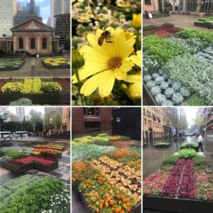 City of Sydney’s containerised street displays feature many typical bedding plants (Image: Jeremy Critchley, The Green Gallery)