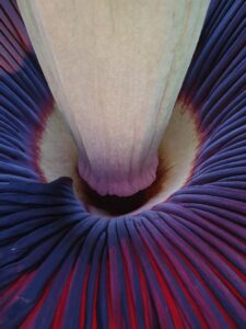 Light is used underneath the spathe to enhance the brilliant colour range (Image: Matt Coulter)