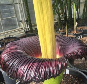 The pleated spathe surrounding the spadix (Image: Matt Coulter)