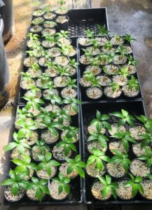 The corpse flower seedlings (Image: Matt Coulter)