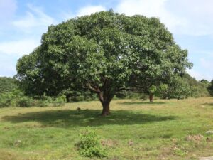 This mango tree in Guimaras in The Philippines has a beautiful form and a dense canopy providing shade (Image: Patrickroque01 via Wikimedia Commons, CC BY-SA 4.0)