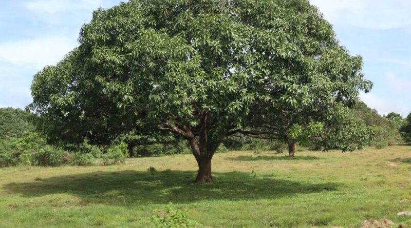 This mango tree in Guimaras in The Philippines has a beautiful form and a dense canopy providing shade (Image: Patrickroque01 via Wikimedia Commons, CC BY-SA 4.0)