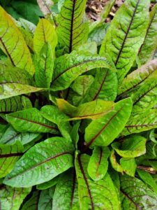 The beautiful deeply veined leaves of Red-Veined Sorrel (Rumex sanguineus) offer both ornamental and edible value (Image: Linda Snider via Wikimedia Commons, CC BY 4.0)