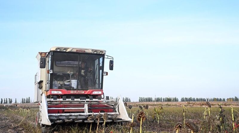 A farmer drives a harvester to harvest sunflower seeds in a field in Linhe District of Bayannur, north China's Inner Mongolia Autonomous Region