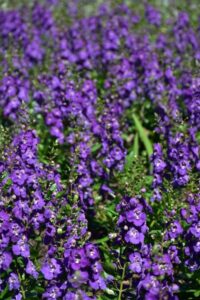 A field of Angelonia angustifolia 'Anbluim'PBR at Longwood Gardens (Image: Amaury Laporte via Wikimedia Commons, CC BY 2.0)