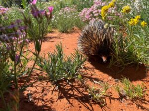 An echidna amongst the wildflowers (Image: ASDP)