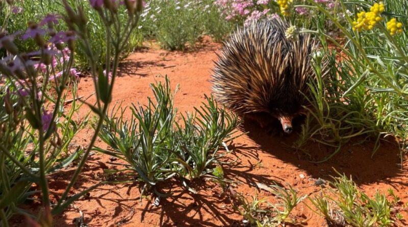 An echidna amongst the wildflowers (Image: ASDP)