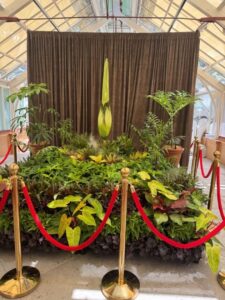 The display at the Royal Botanic Gardens Sydney, pre flowering (Image: Karen Smith)