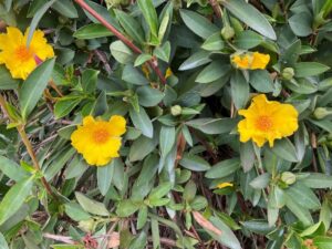 Hibbertia scandens 'HBS02' PBR intended Trade Name Straightup™