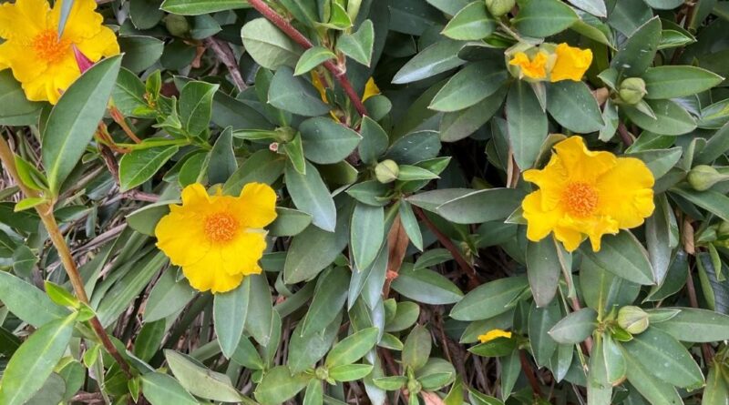 Hibbertia scandens 'HBS02' PBR intended Trade Name Straightup™