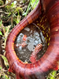 Digested remains of a giant millipede (Image: Akviana Damit)