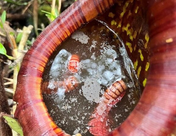 Digested remains of a giant millipede (Image: Akviana Damit)