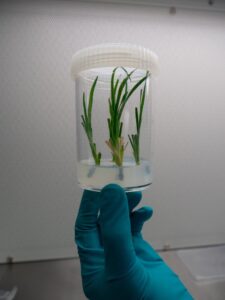 Patersonia spirifolia cuttings in tissue culture media (Image: Rachel King)