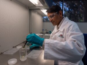 Praful initiating cuttings of Calectasia narragara in tissue culture (Image: Rachel King)