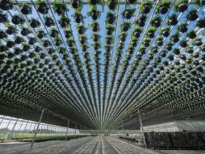 Hanging basket conveyor systems facilitate volume while reducing labour and delivering uniform quality (Image: Metazet)