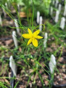 A Tricoryne elatior seedling. This specimen was deflasked by the Kings Park team and is now developing in the Kings Park nursery (Image: Digby Growns)