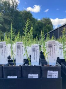 The importance of plant labels. The RBGV Living Plant Collections Database assigns a unique six-digit accession number and is associated with an electronic record that includes provenance details, propagation techniques and a unique identifier for each successfully produced individual plant. (Image: H. Sayers)