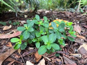 A Baw-Baw Berry (Wittsteinia vacciniacea) plant vegetatively propagated testing conservation horticulture methods and now established in the Gondwana Garden, as an ex-situ Living Collection, Royal Botanic Gardens Victoria – Cranbourne. (Image: S. Levy)