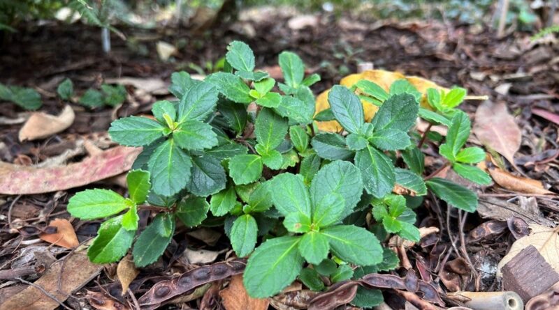 A Baw-Baw Berry (Wittsteinia vacciniacea) plant vegetatively propagated testing conservation horticulture methods and now established in the Gondwana Garden, as an ex-situ Living Collection, Royal Botanic Gardens Victoria – Cranbourne. (Image: S. Levy)