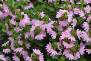 Scaevola humilis ‘PFS200’ PBR Trade Name Pink Fusion™