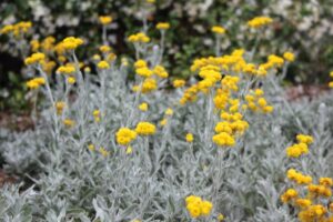 Chrysocephalum apiculatum ‘CAP07’ PBR Intended-Trade Name Aussie Reflection™