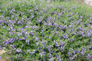 Scaevola humilis ‘PFS100’ PBR Trade Name Purple Fusion™