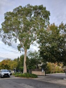 An impressive street tree enhances the streetscape, providing shade and other community benefits with, presumably, no issues for neighbours (Images supplied by John Fitzsimmons)