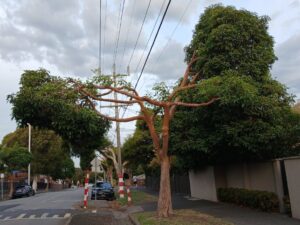 Tree 'butchery', or safety and best practice? It might depend on your jurisdiction (Images supplied by John Fitzsimmons)