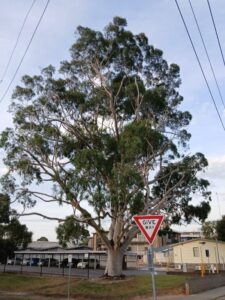 Is this tree safe? Arborists can disagree (Images supplied by John Fitzsimmons)