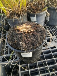 An example of Lady Tanika® being hard pruned