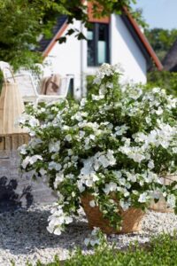 Runaway BrideTM Hydrangea (Image: Plants Management Australia)