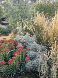 The plant palette links the bush and the house at Oak Cottage (Image Patrick Regnault)