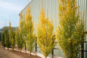 Ginkgo biloba ‘Lemonlime Spire’ (Image: Plants Management Australia)