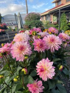 Dahlia x hybrida 'Sincerity Rose Bicolour' (Image: Syngenta flowers)