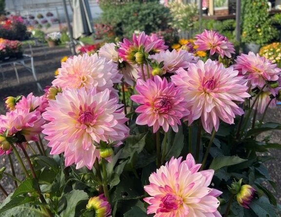Dahlia x hybrida 'Sincerity Rose Bicolour' (Image: Syngenta flowers)