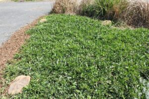 Ground HugTM Myoporum insulare (Image: Ozbreed)