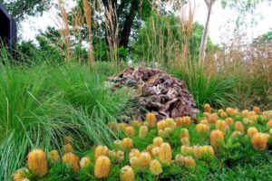 Banksia ‘Birthday Candles’ looking top notch (Image, Ludovic Vilbert, Inwardout Studio)