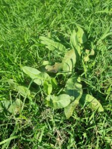 Weeds tell the story of the soil (Image: Patrick Regnault)