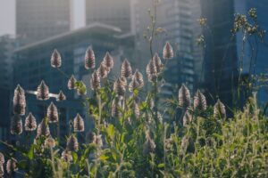 The native Ptilotus exaltatus (Pink Mulla Mulla) ‘floats’ over the Test Garden (Image: MAP Co)