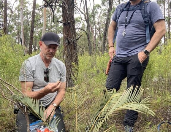 Tim Uebergang and cycad biologist James Clugston in the Pilliga National Park with Macrozamia diplomera (Image: Georgie Moyes)