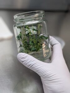 A reusable, but small, glass tissue culture vessel (Image: Lisa Wightwick)