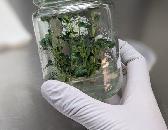 A reusable, but small, glass tissue culture vessel (Image: Lisa Wightwick)