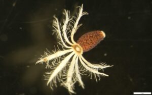 Rutidosis leptorrhycoides seed shows a white hairy pappus and brown seed coat, with numerous nodules covering the seed (Image: D. White, RBGV)