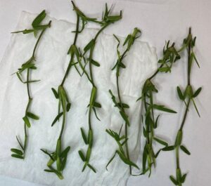 Stenotaphrum secundatum cultivars during quarantine process (images supplied by Lawn Solutions Australia)