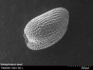 Irenepharsus magicus under a scanning electron microscope (Image: R. Miller, RBGV)