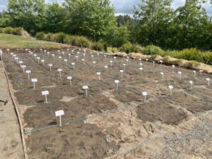 Stenotaphrum secundatum cultivars planted for Australian trials (images supplied by Lawn Solutions Australia)