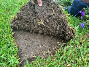 Stampede Hybrid Buffalo root growth 6 days after laying (images supplied by Lawn Solutions Australia)